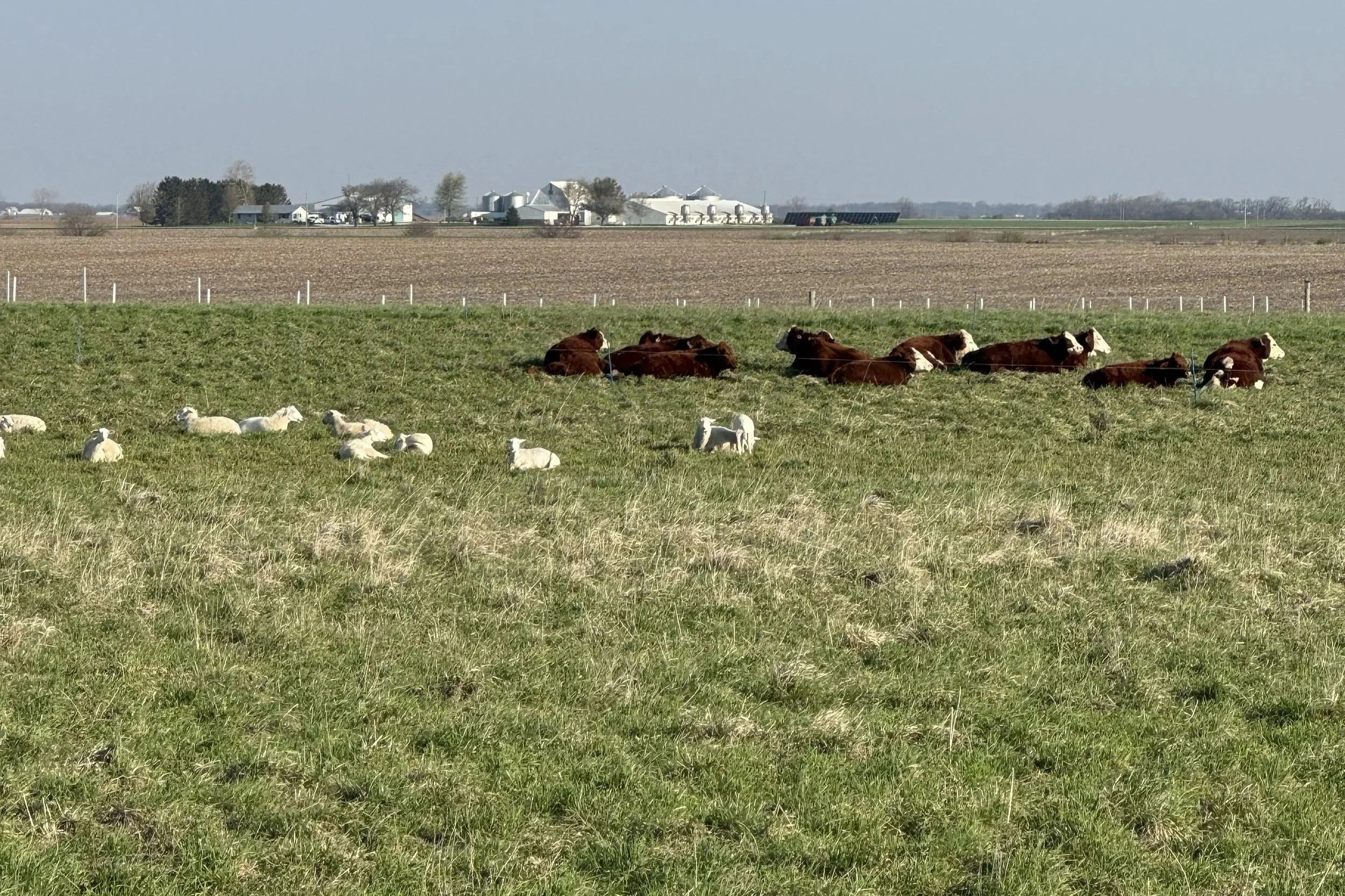 Cropland Grazing Pasture Walk