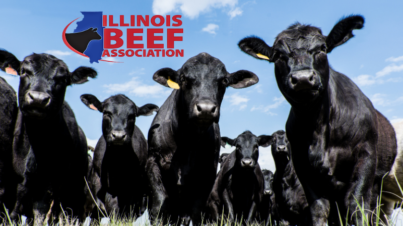cows with Illinois Beef Association logo