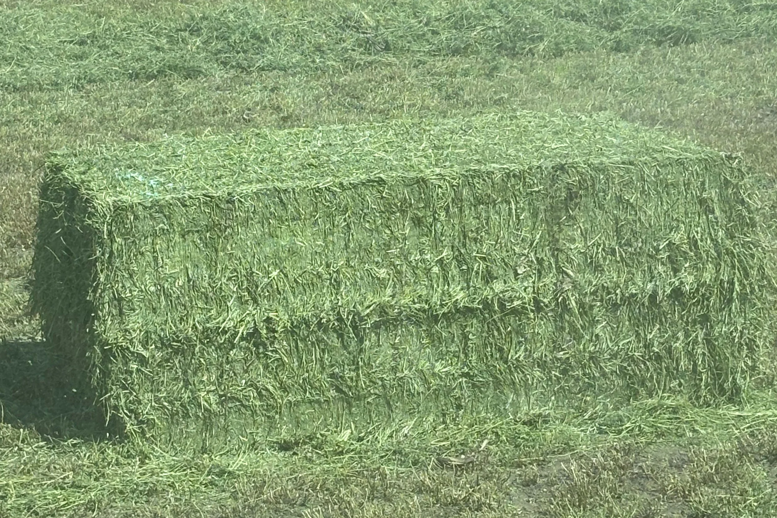 bale of alfalfa hay
