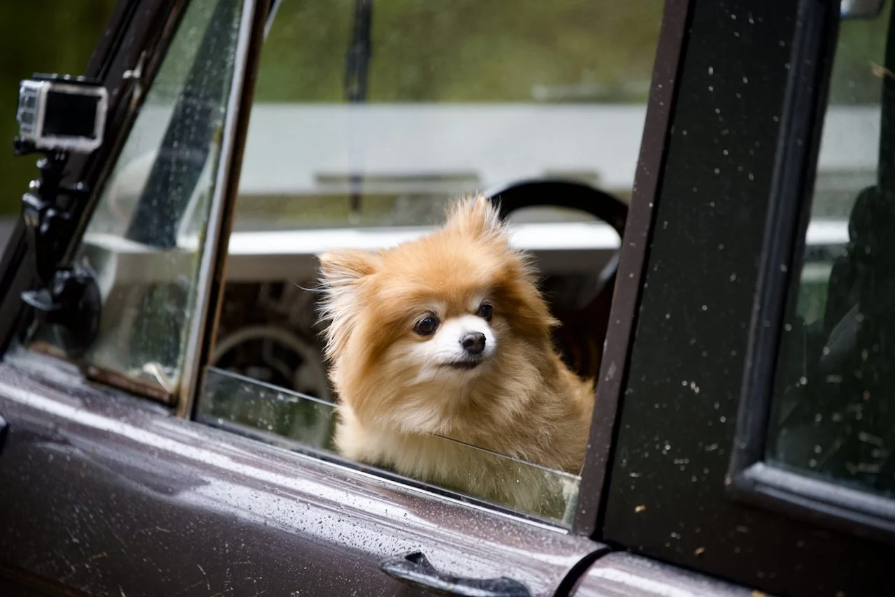 DSC_0804.jpeg (Copy)