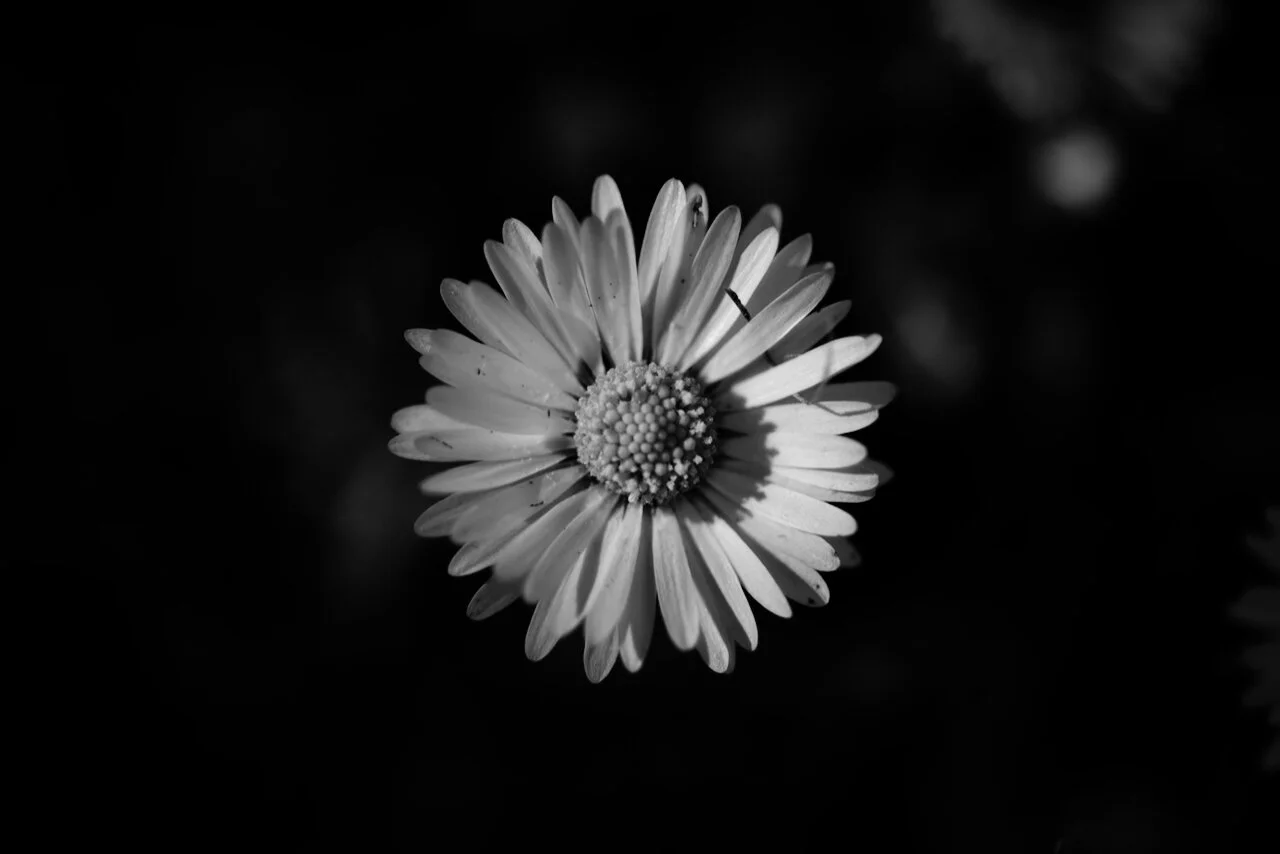 Digital Daisy