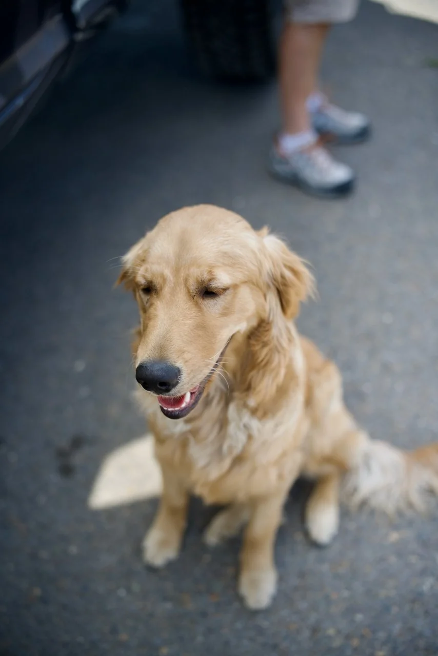 DSC_1604.jpeg (Copy)