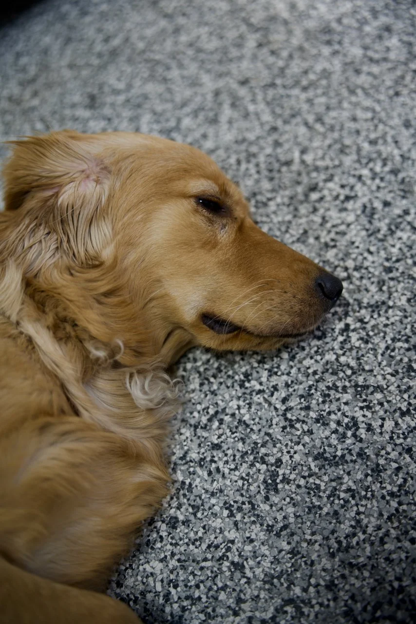 DSC_1637.jpeg (Copy)