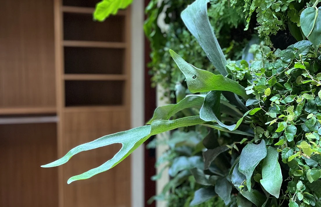 Close-up of various green indoor plants with a wooden bookshelf in the background.