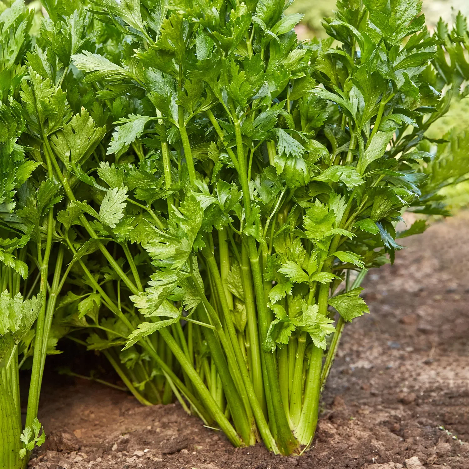 Tall Utah 52-70R Improved Celery