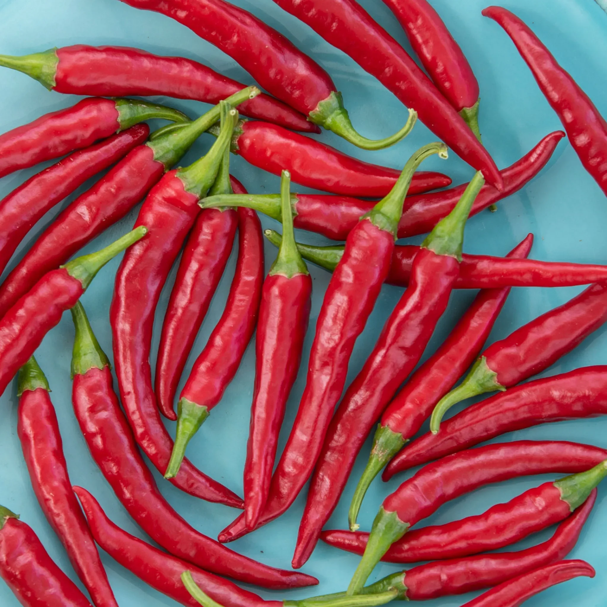 Dragon Cayenne Hot Pepper