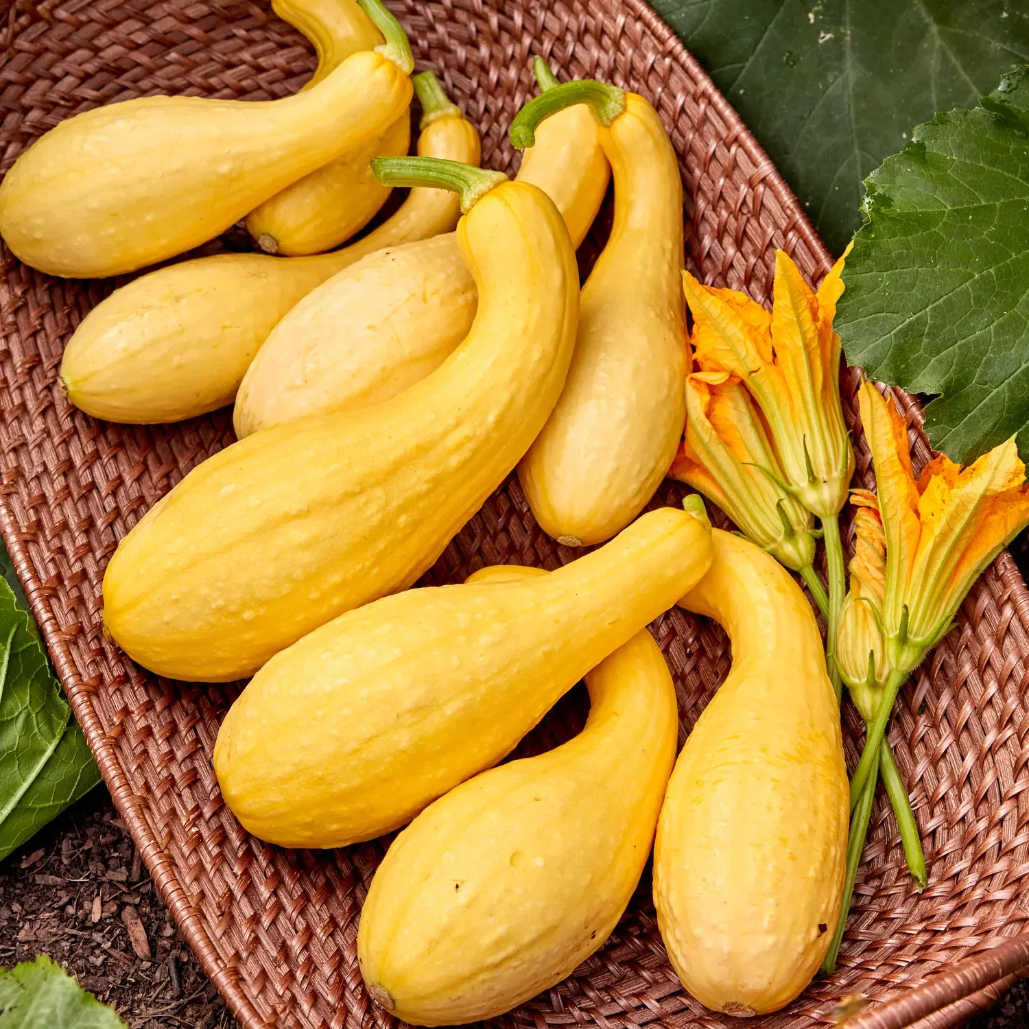 Pic-N-Pic Yellow Summer Squash