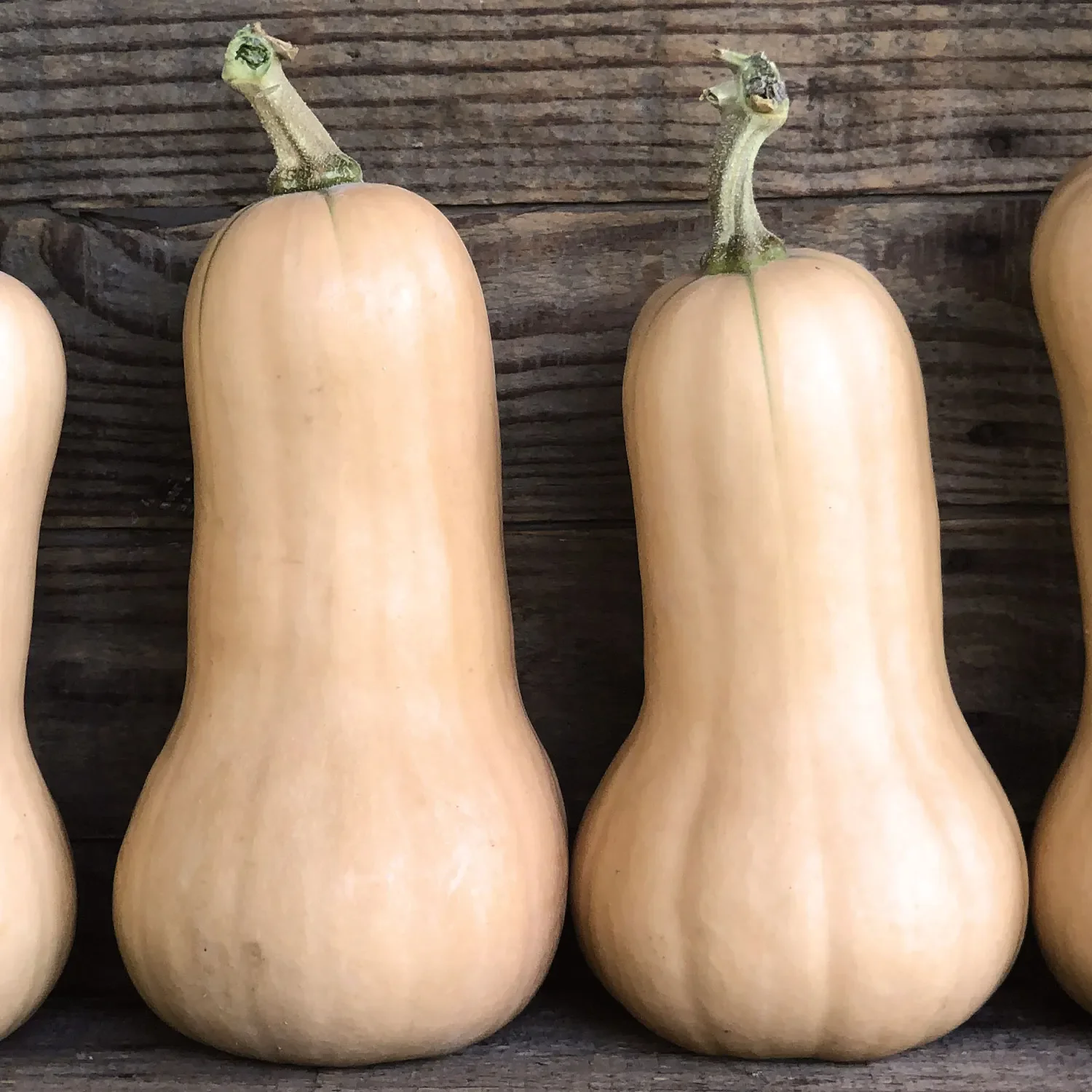 Waltham Butternut Winter Squash