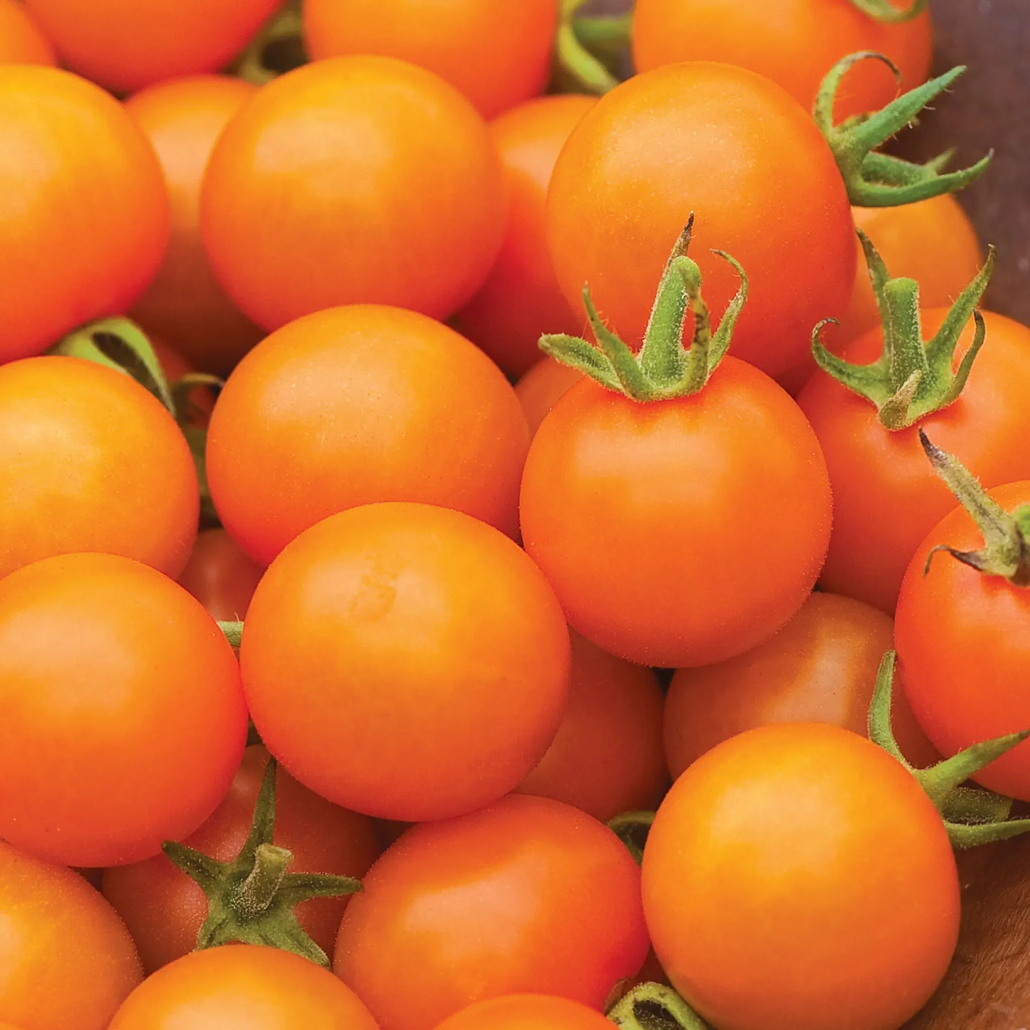 Sungold Cherry Tomato