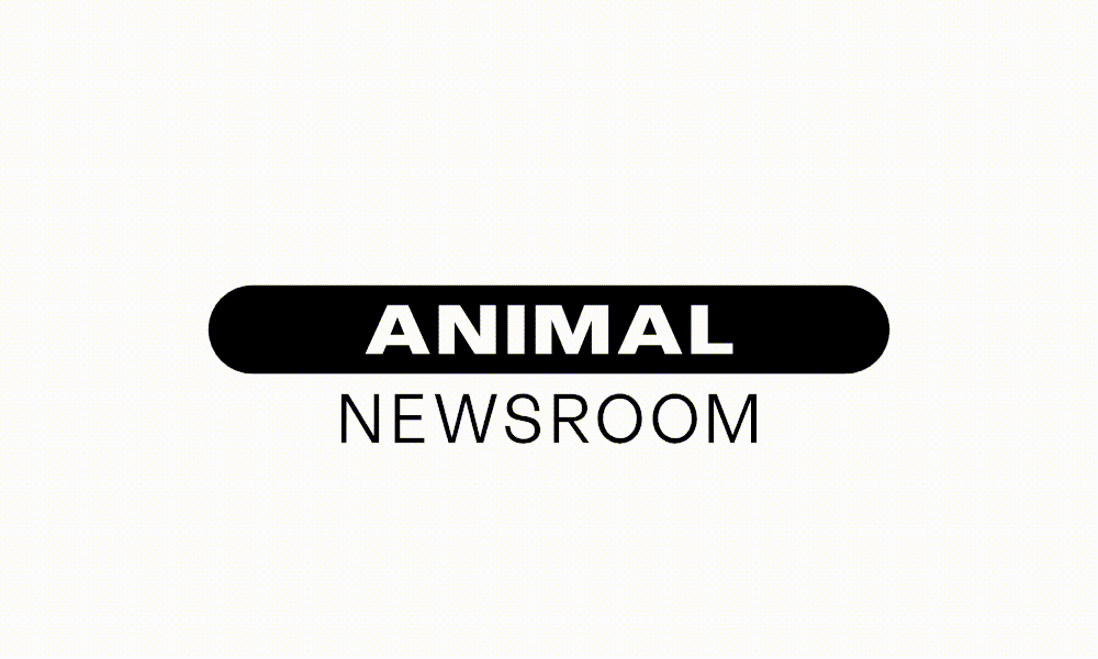 Animal Newsroom