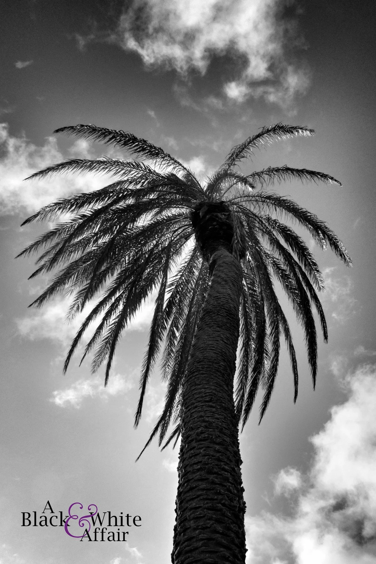 CaribbeanPalm_2024WM.jpg