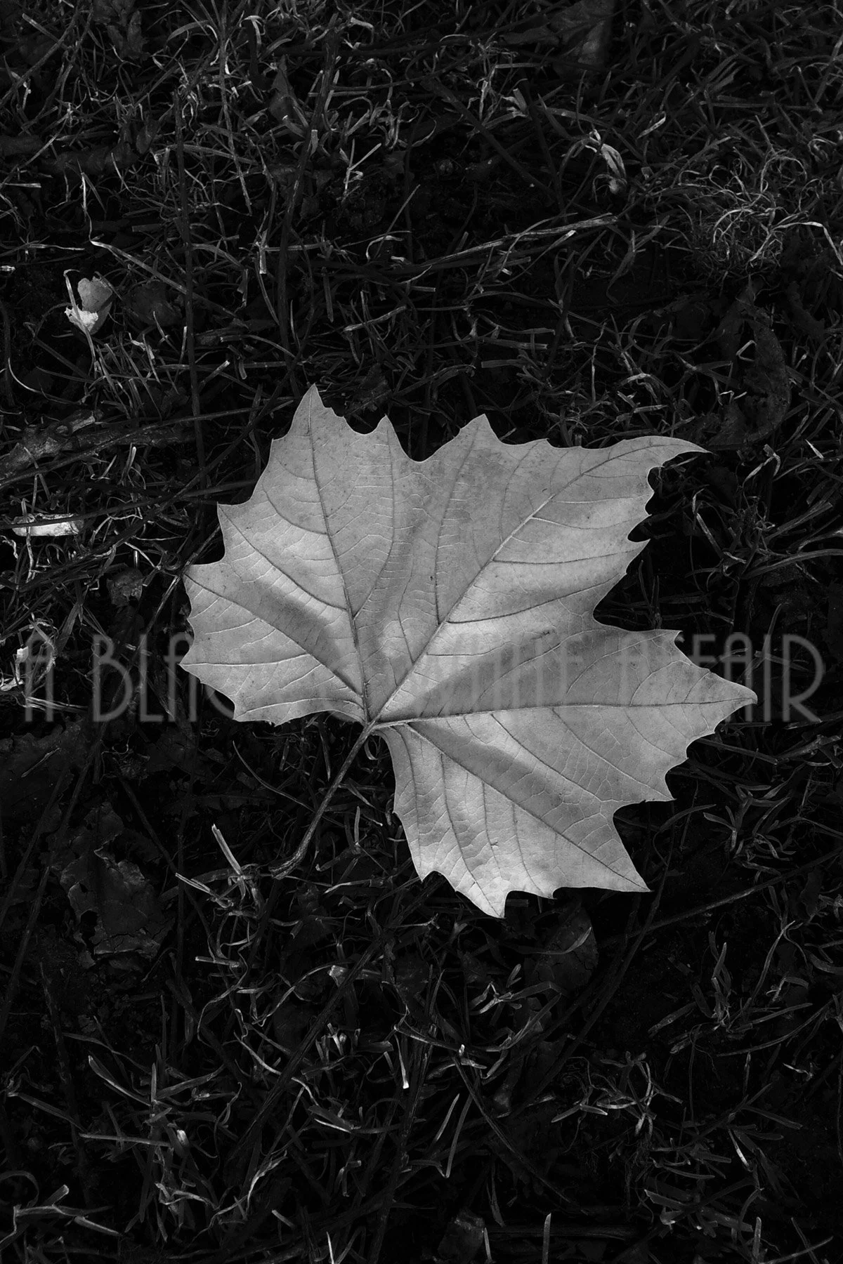 AutumnLeaf_Watermarked.jpg