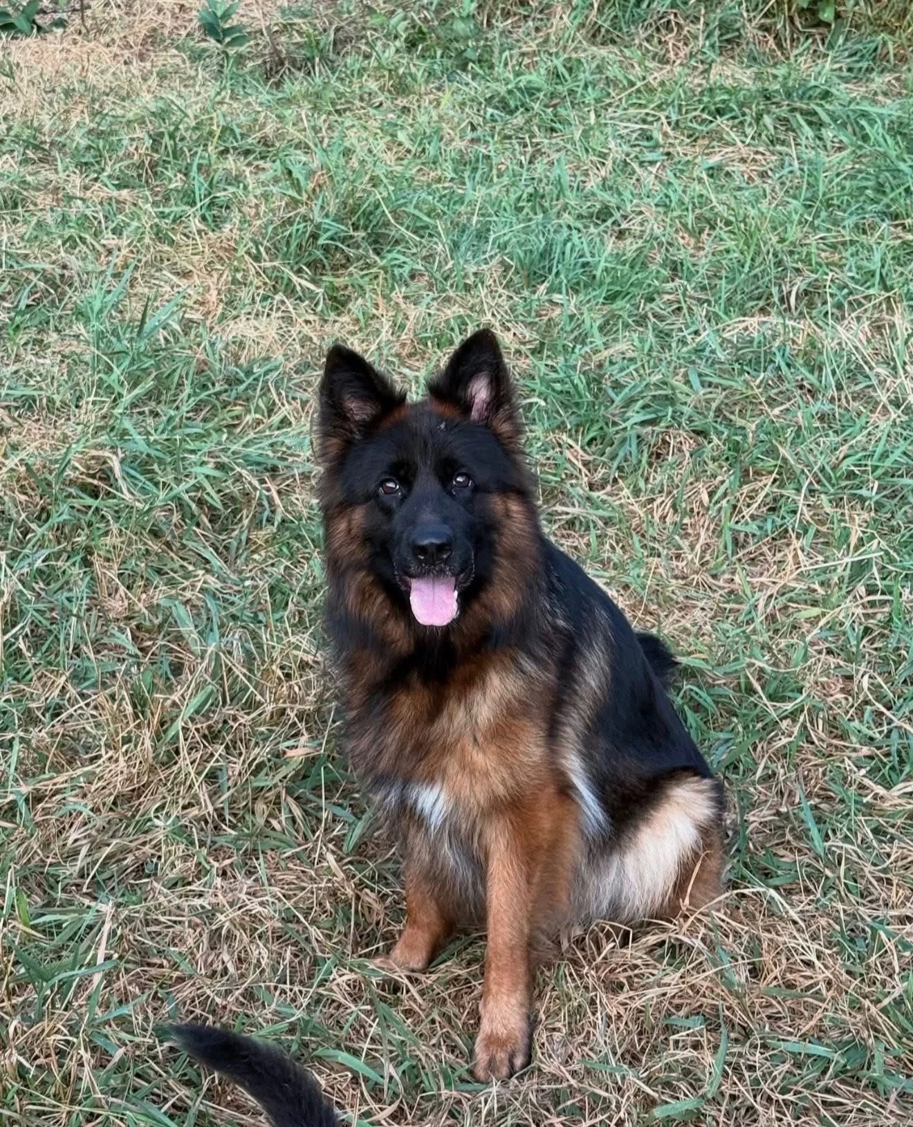 Rey x Loki Offspring