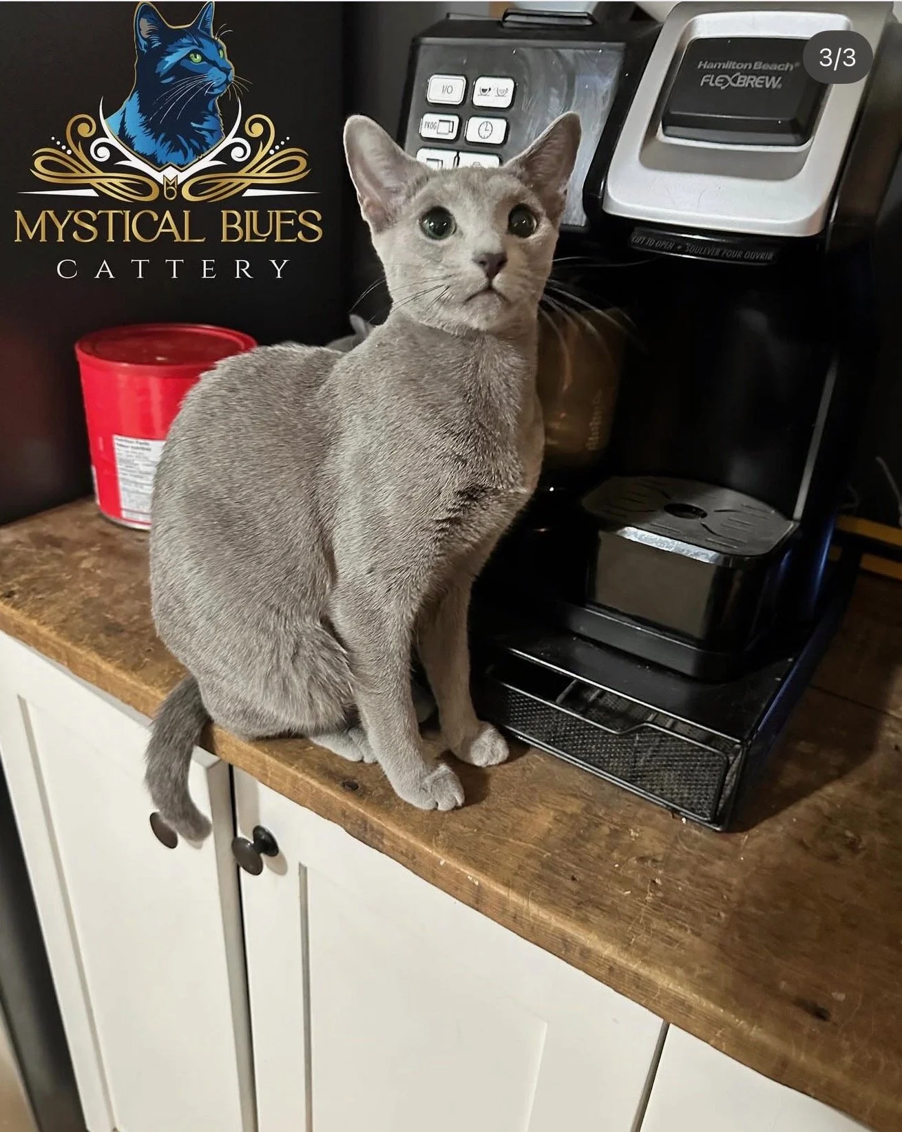 A gray cat sitting on a kitchen counter next to a coffee machine, with a Mystical Blues Cattery box and a red tin container behind it.