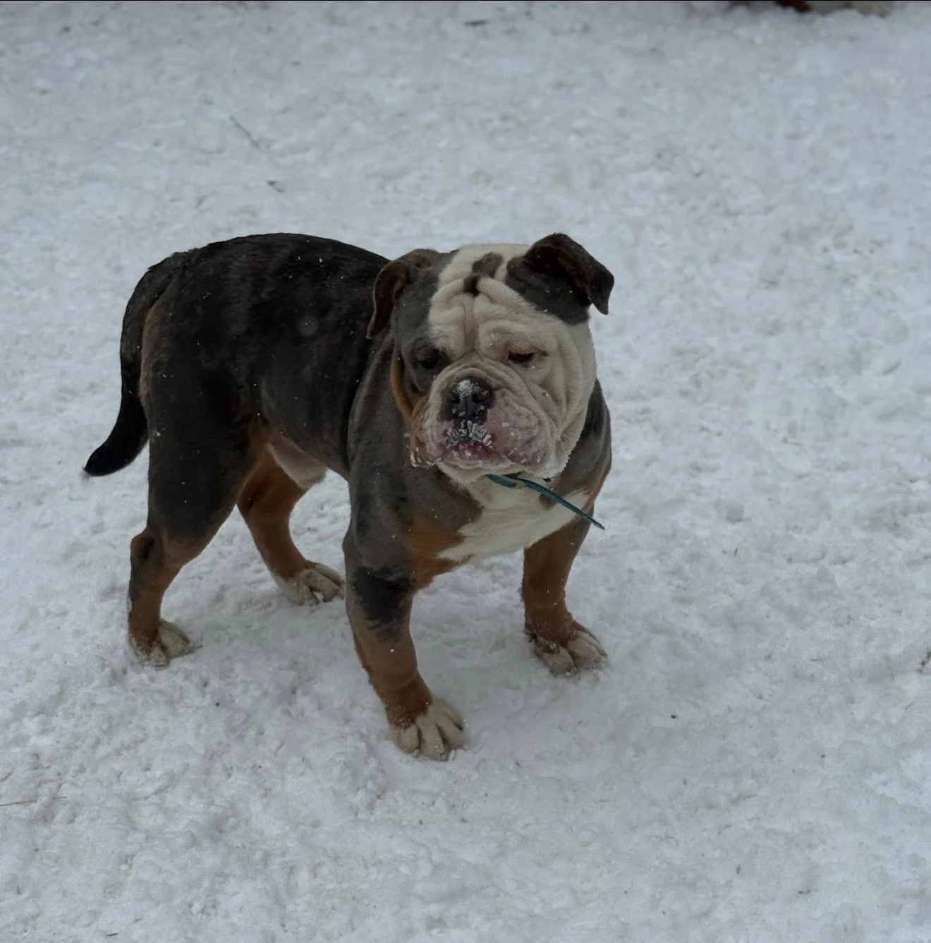 A bulldog standing on snow with snow on its face.