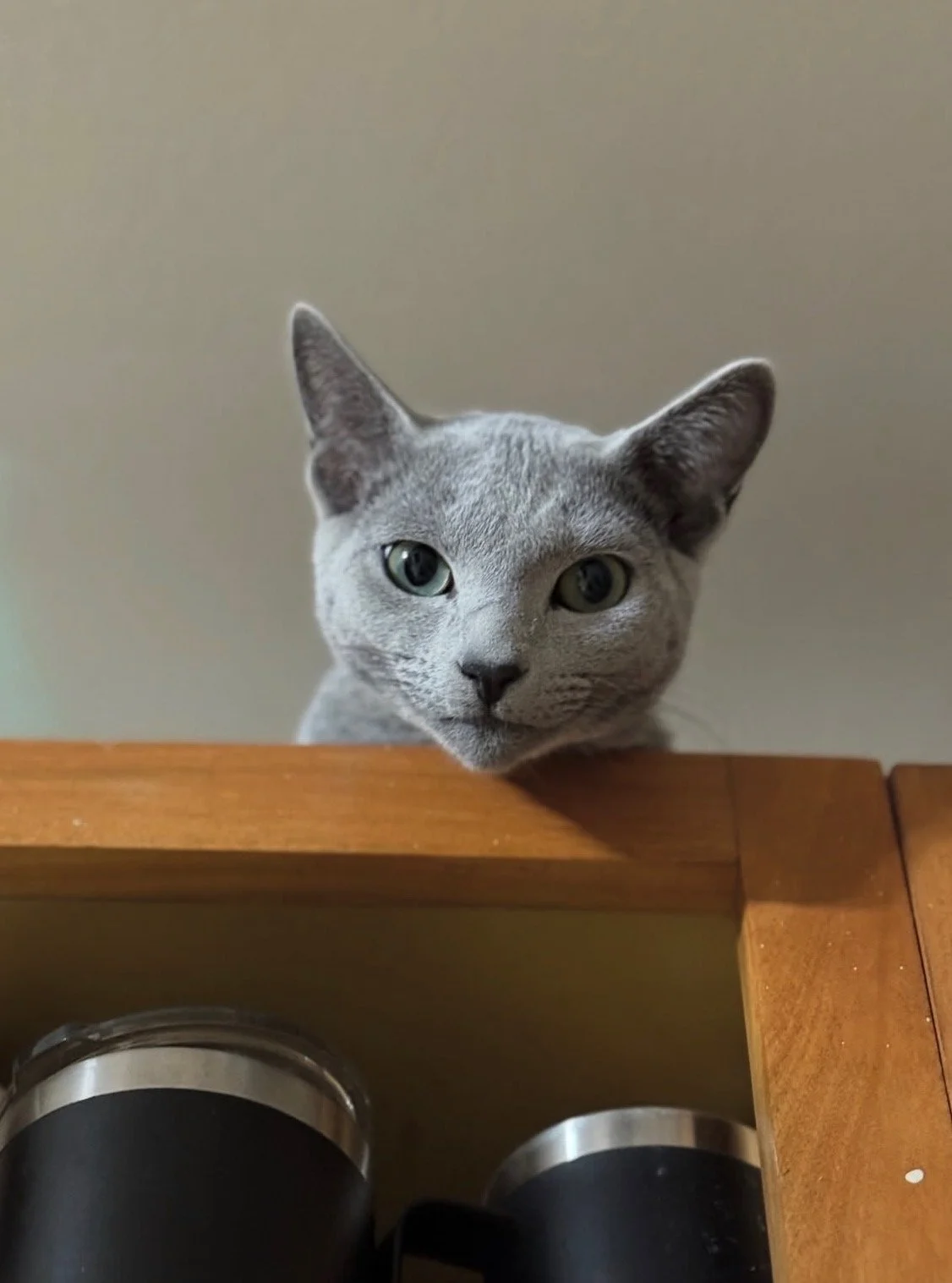 A gray cat with blue eyes peeking over a wooden shelf, with storage cans below.