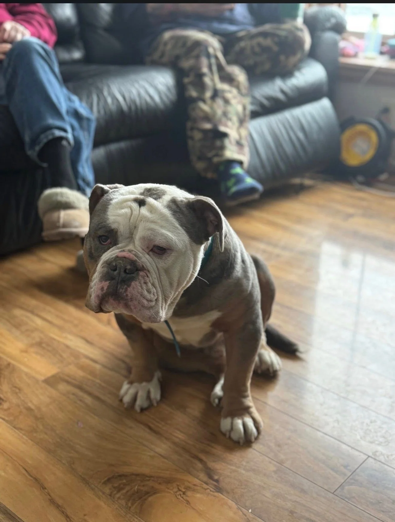 A sitting bulldog puppy with a wrinkled face, patchy coat, and a serious expression, on a wooden floor in a living room.