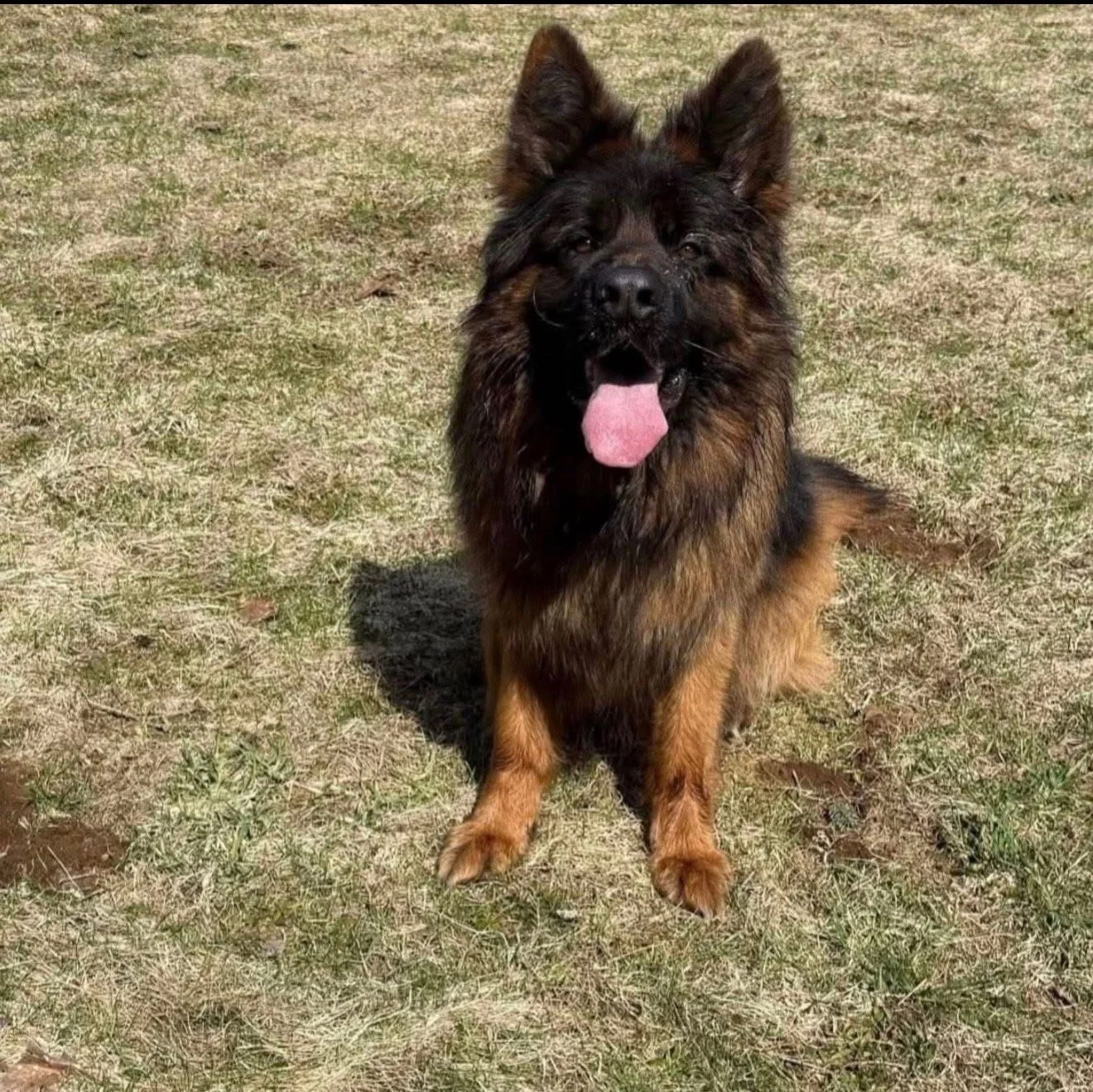 A fluffy German Shepherd dog sitting on a patchy grassy field with its tongue out and ears perked up.