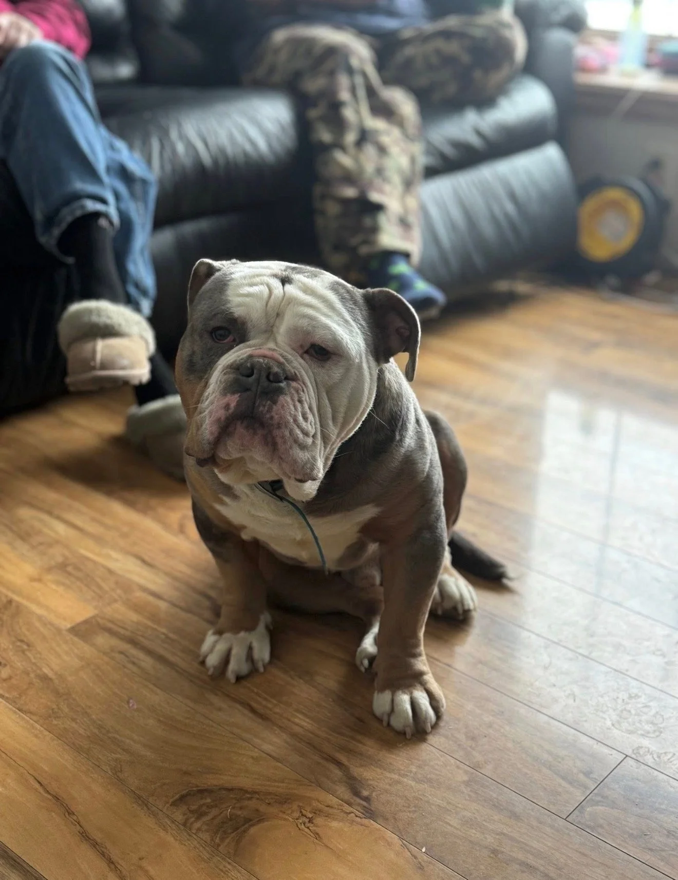 A puppy with a wrinkled face and a mix of white, gray, and brown fur sitting on a wooden floor. In the background, there is a black leather couch, a person in camo pants, and another person in jeans and slippers.