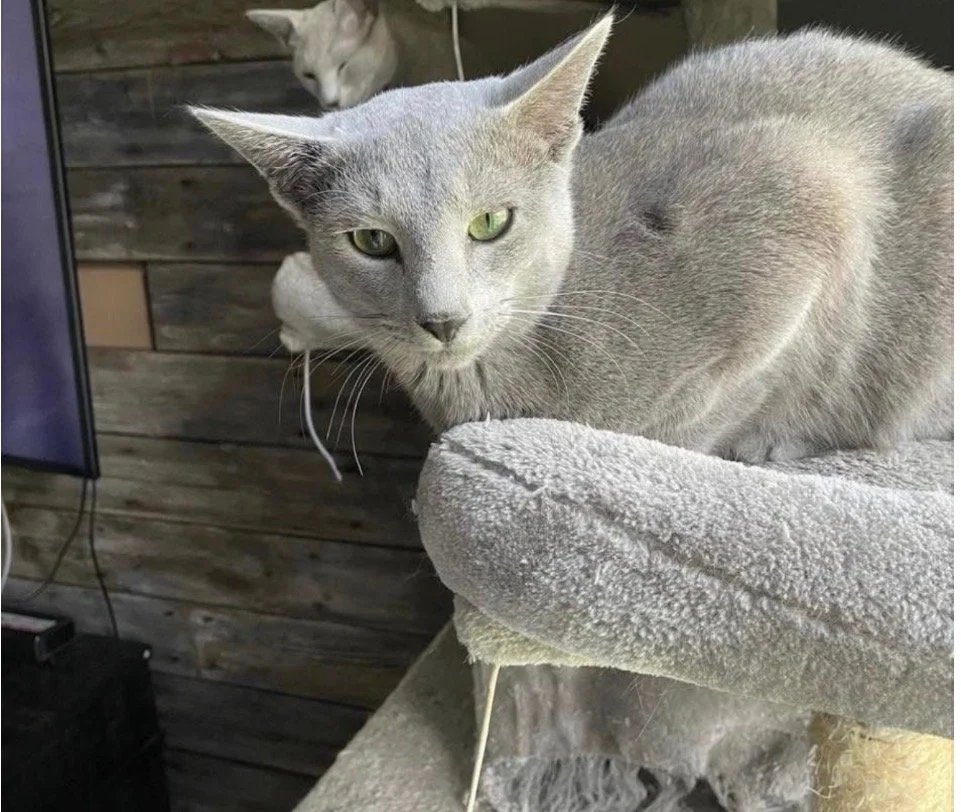 A light gray cat with green eyes sitting on a beige, plush cat perch, with another cat in the background.