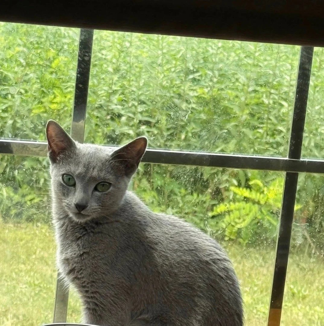 A gray cat sitting on a windowsill inside a house, looking outside at greenery and a rainy window.