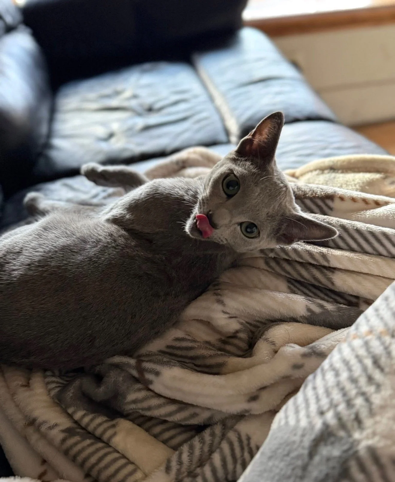 A gray cat lying on a bed with patterned blankets, licking its nose, in a cozy indoor setting.