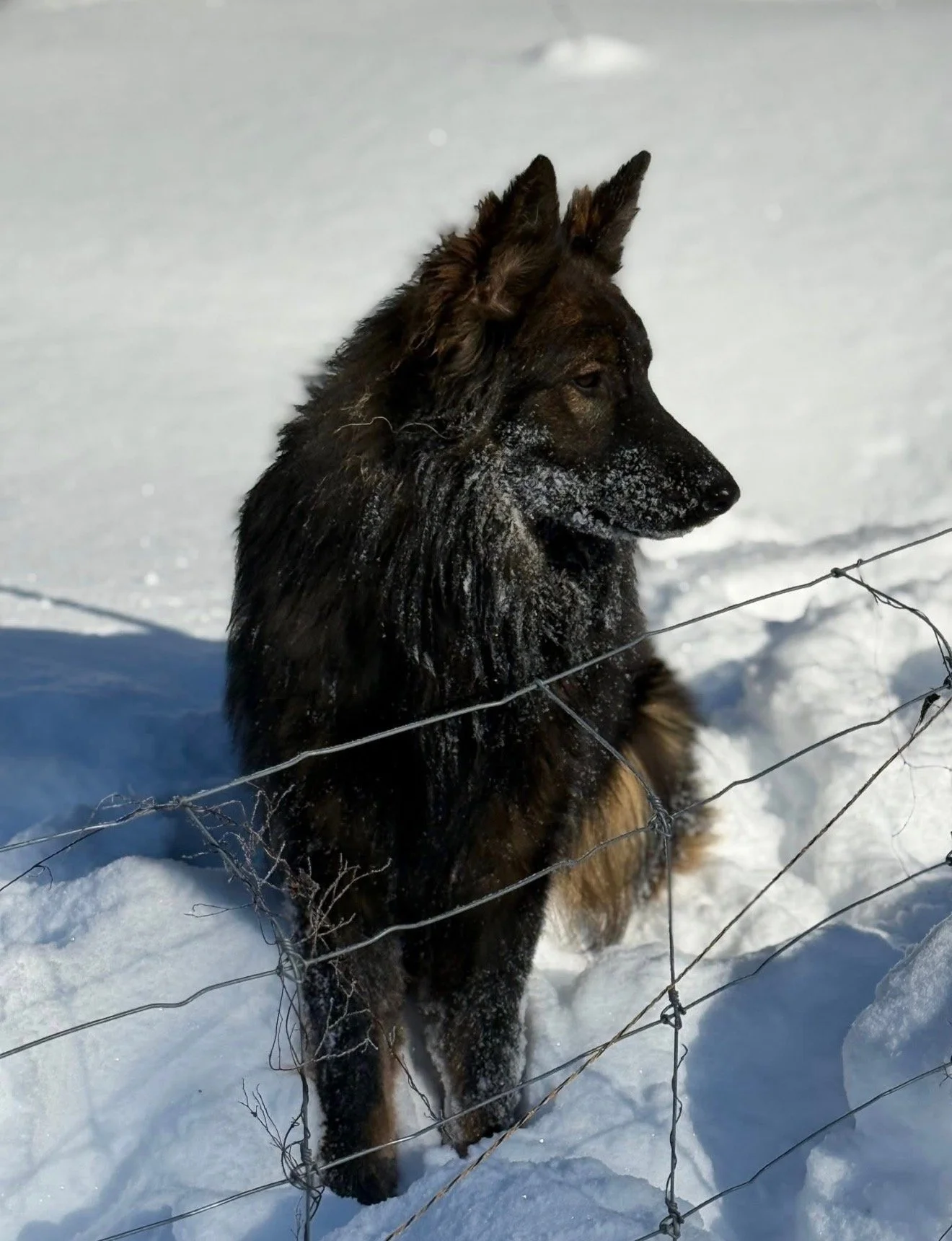A German Shepherd dog sitting in the snow behind a barbed wire fence.