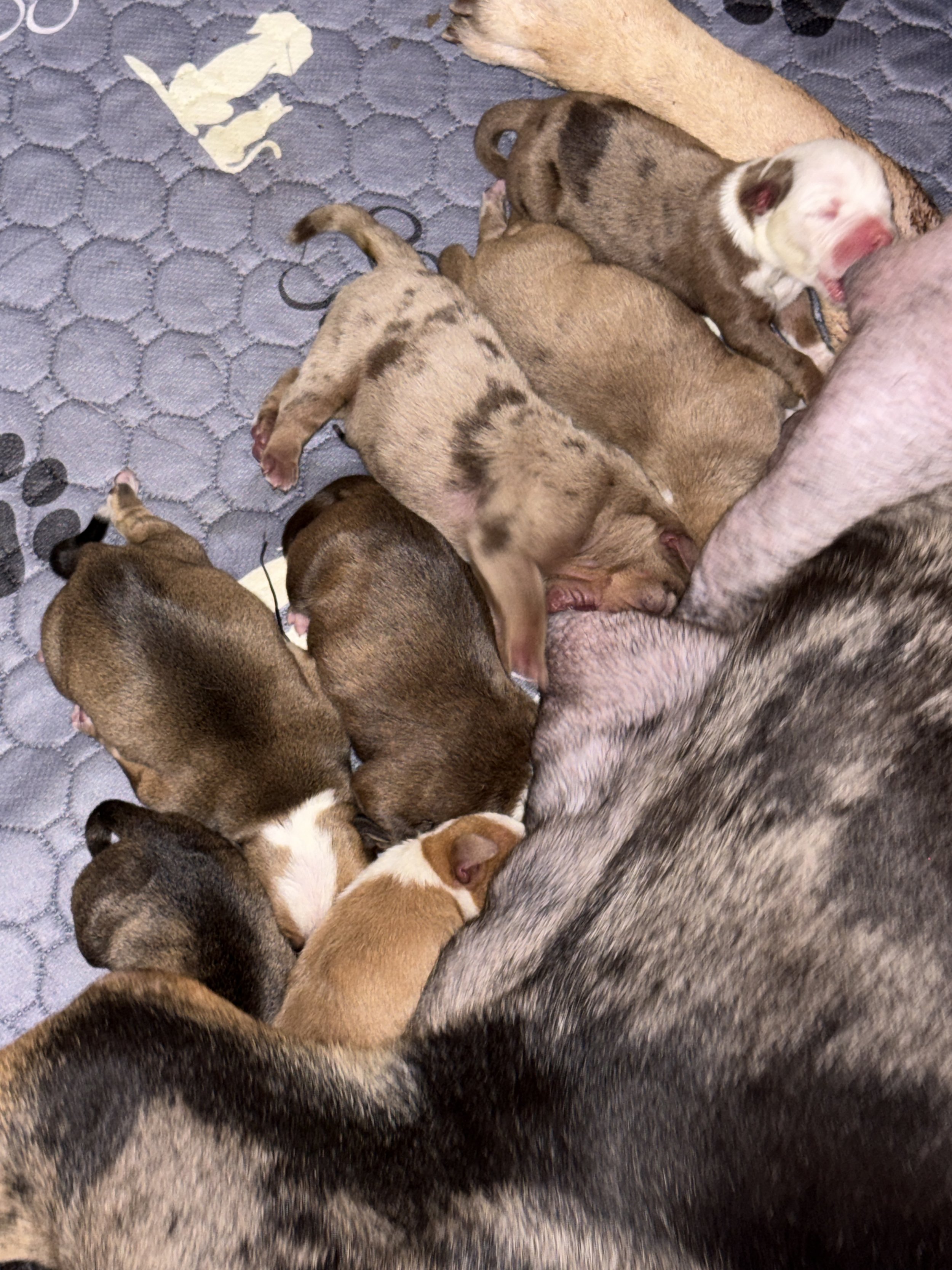 Zola x Jack Litter