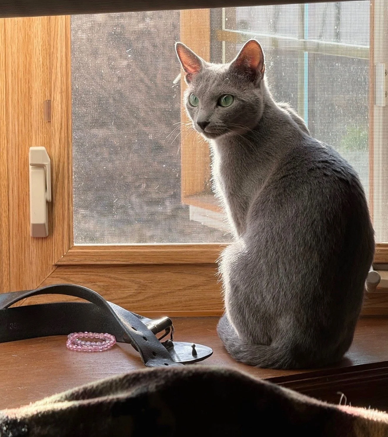 A gray cat with green eyes sitting on a wooden windowsill, looking outside.