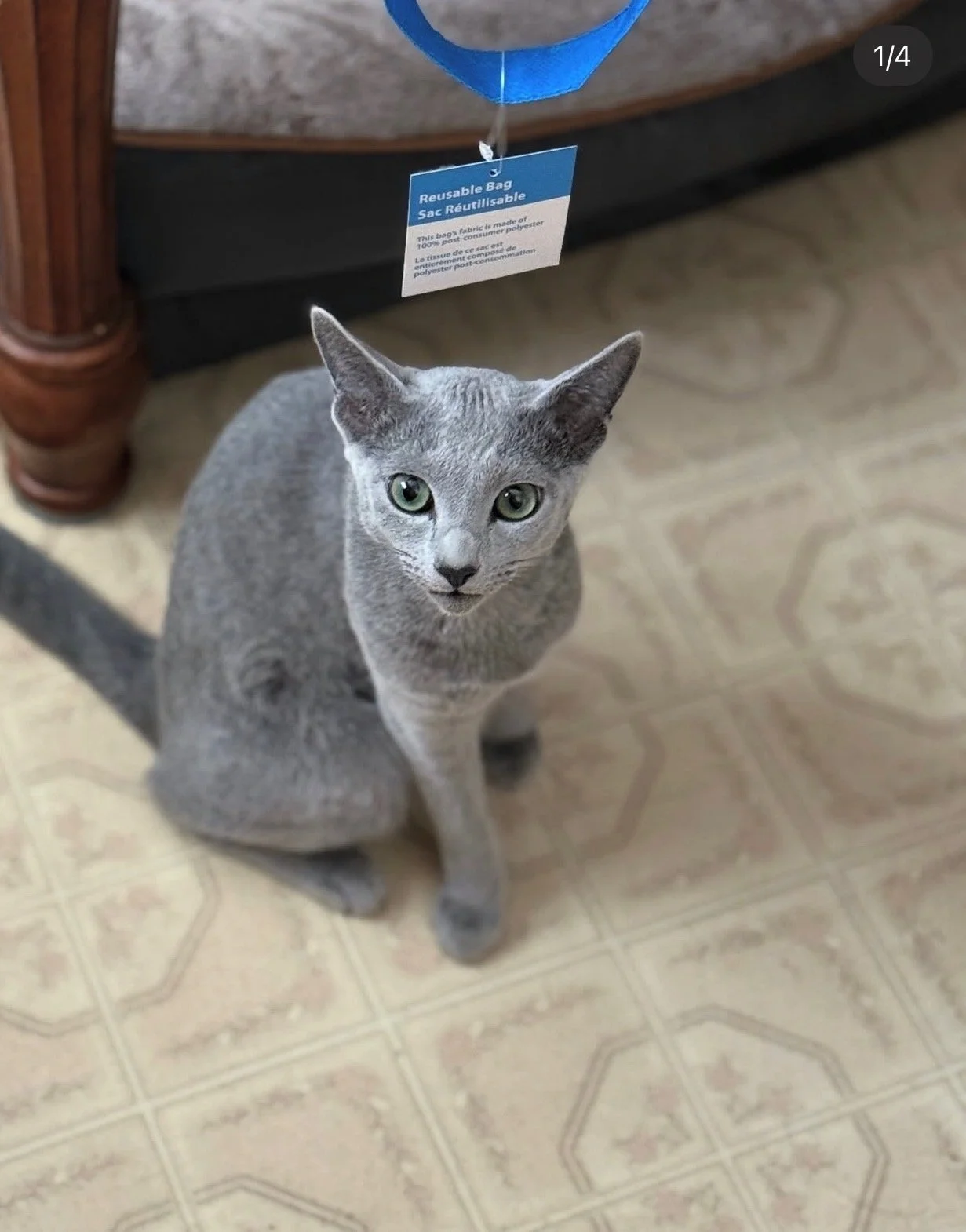 Gray cat sitting on beige patterned tile floor, looking up at the camera, with a blue reusable bag hanging above its head.