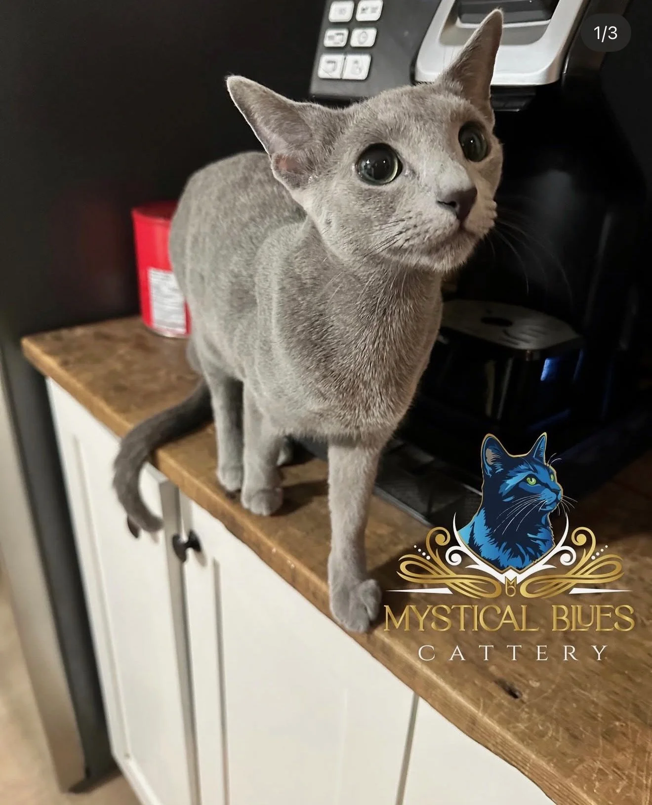 A gray cat with large green eyes standing on a wooden countertop next to a black electronic device and a red container in the background.