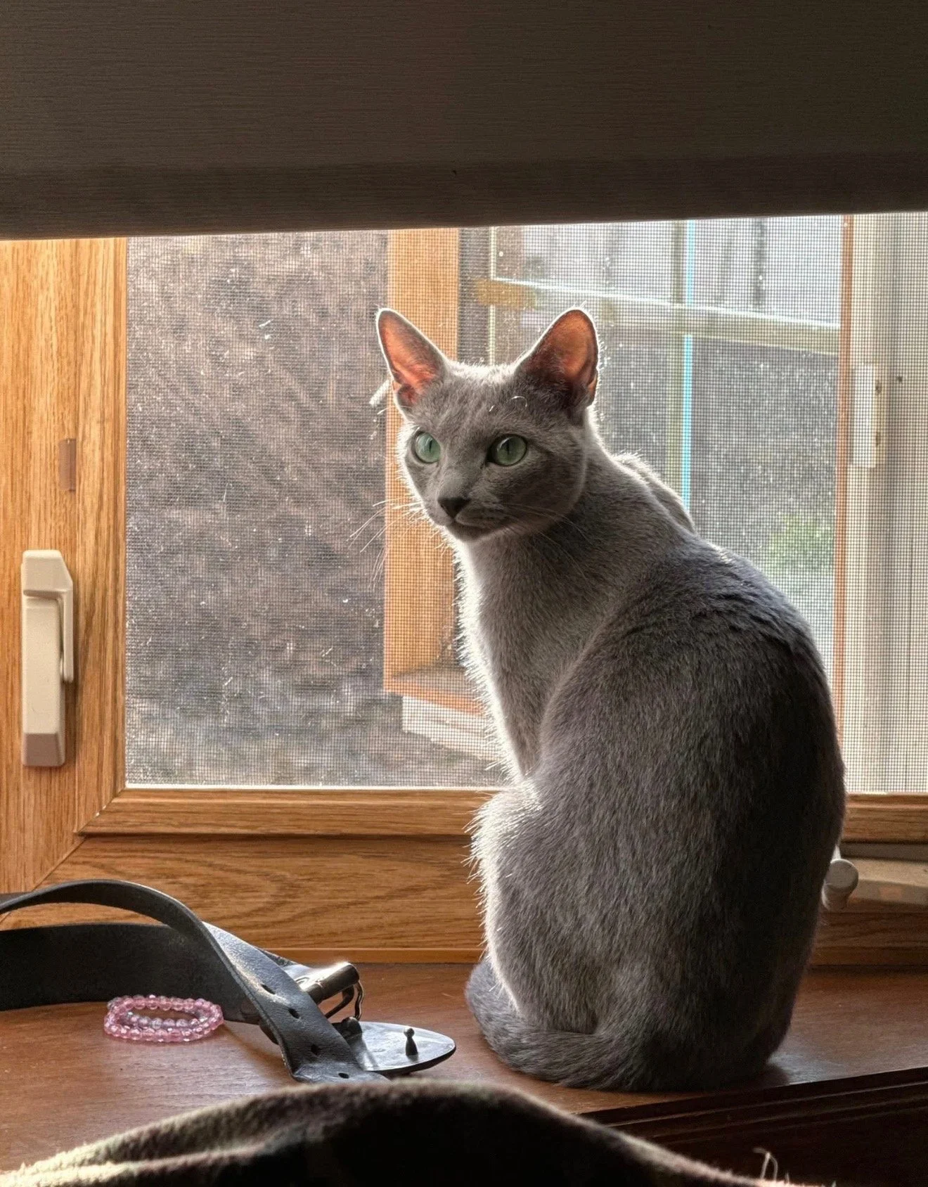 Gray cat with green eyes sitting on a wooden windowsill, looking outside.