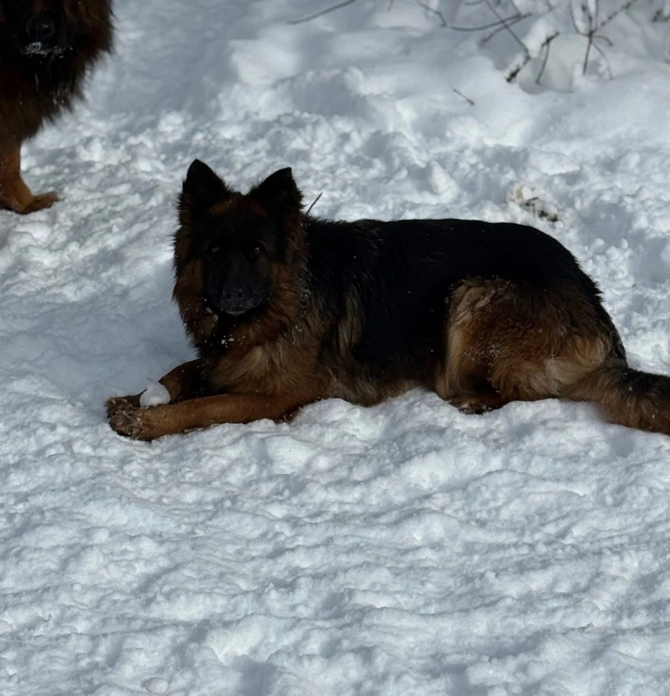 A German Shepherd dog lying in the snow with a dark coat and tan markings, looking at the camera.