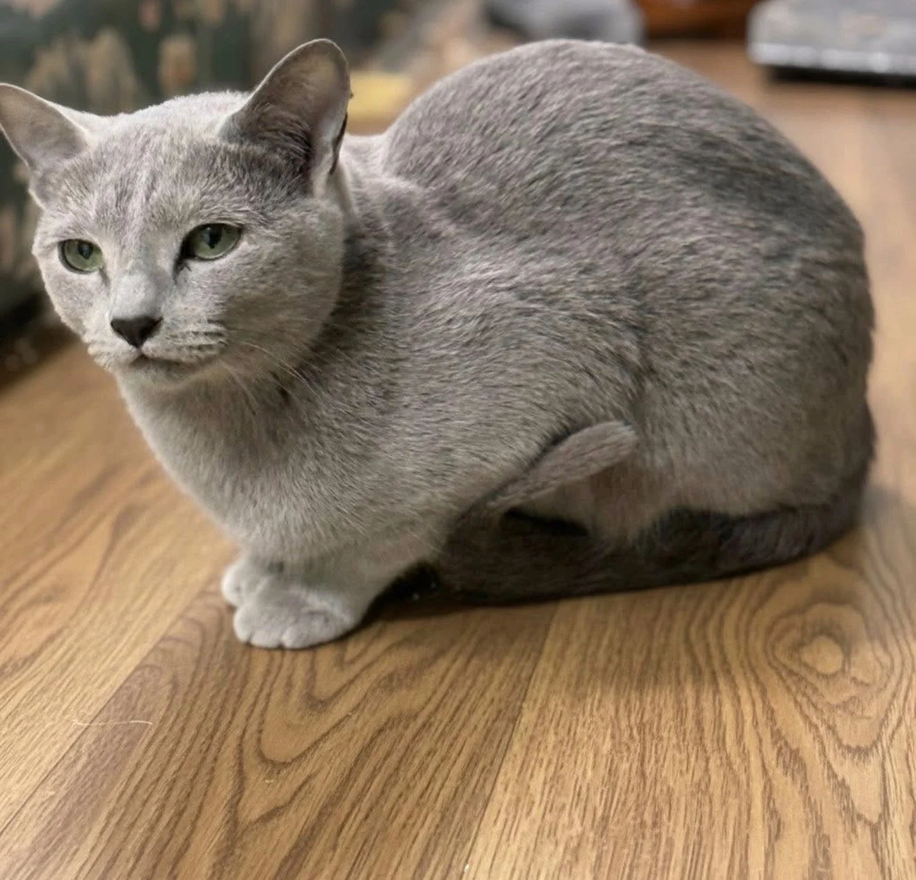 A grey cat with green eyes sitting on a wooden floor, looking at the camera.