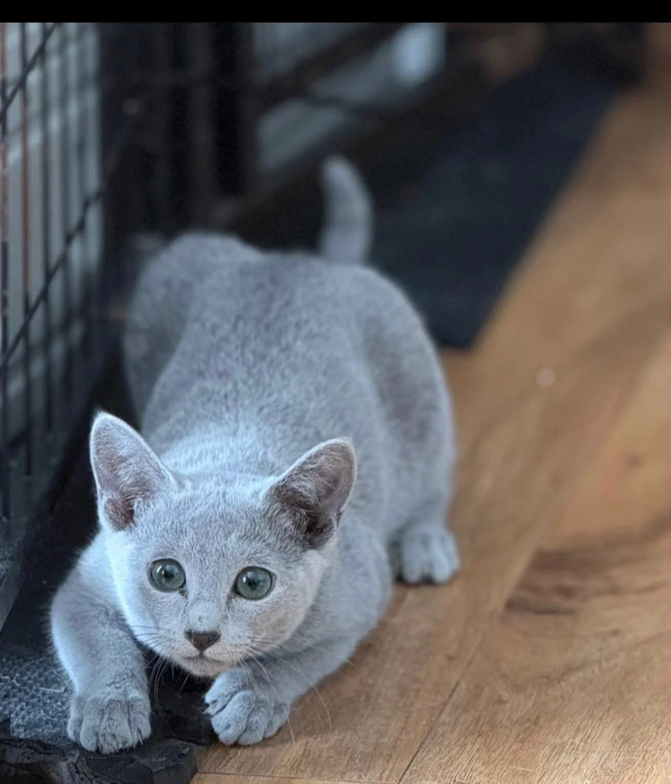 Gray kitten with green eyes crouching on a wooden floor next to a black wire cage