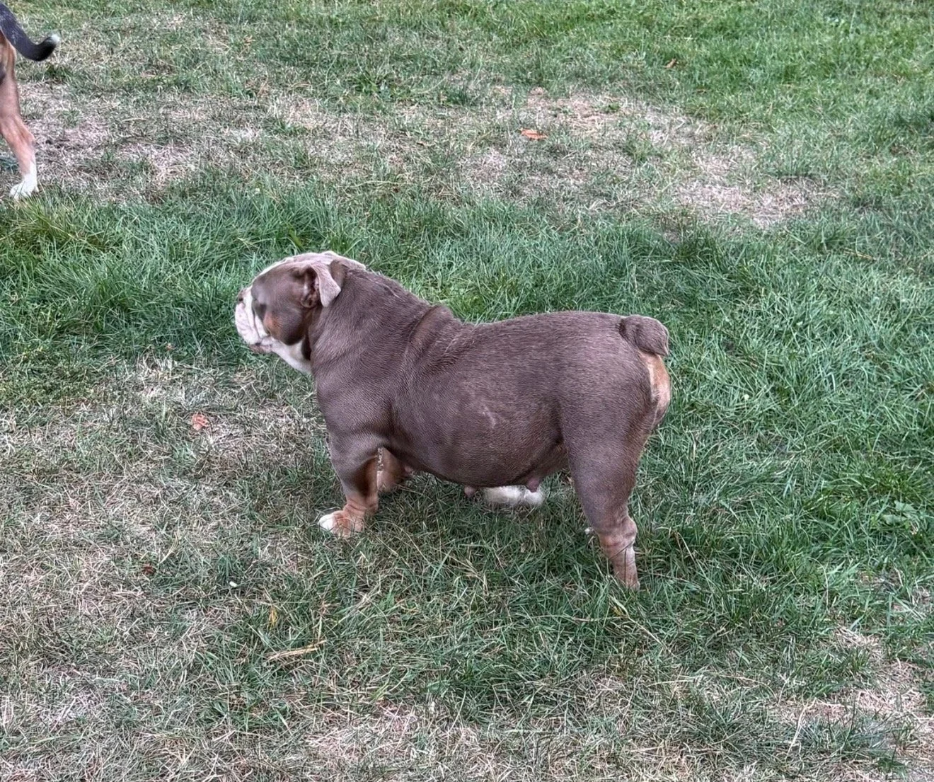 A brown and white bulldog standing on grass, facing left, outdoors.