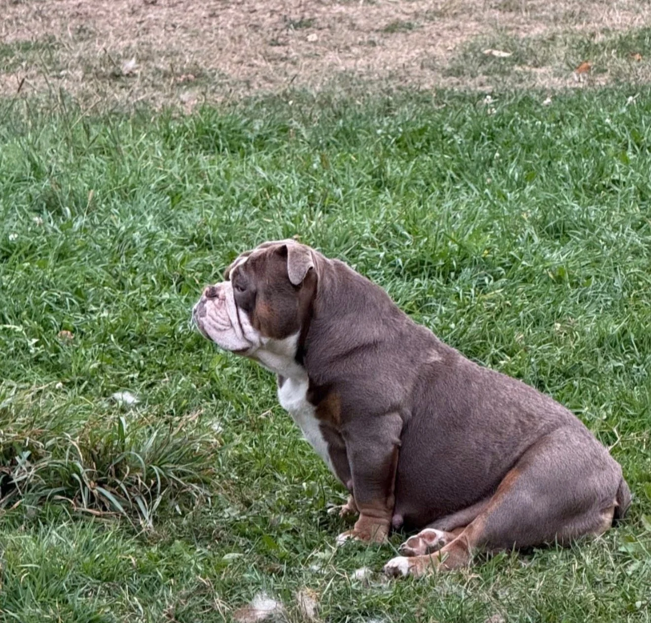 A brown and white bulldog sitting on green grass, looking to the left.