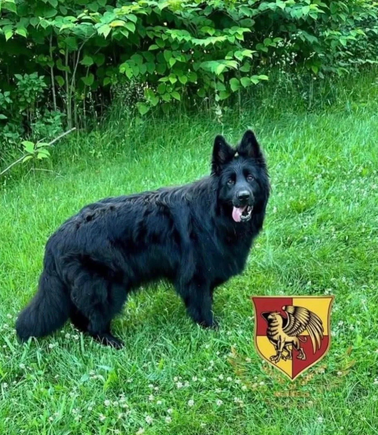 A black dog, possibly a Belgian Sheepdog, sitting on green grass with green bushes behind it. A shield-shaped emblem with a griffin is near the dog on the grass.