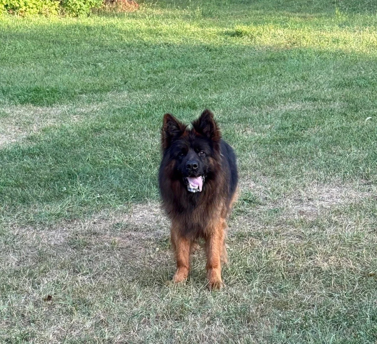 A fluffy brown and black dog standing on a patchy grassy field with green grass in the background, looking at the camera with its mouth slightly open.
