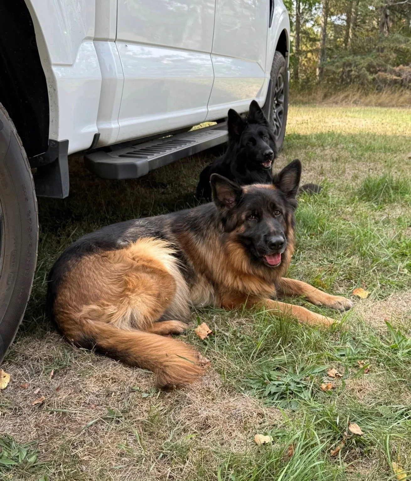 Two dogs lying on grass next to a white vehicle in an outdoor setting with trees in the background.