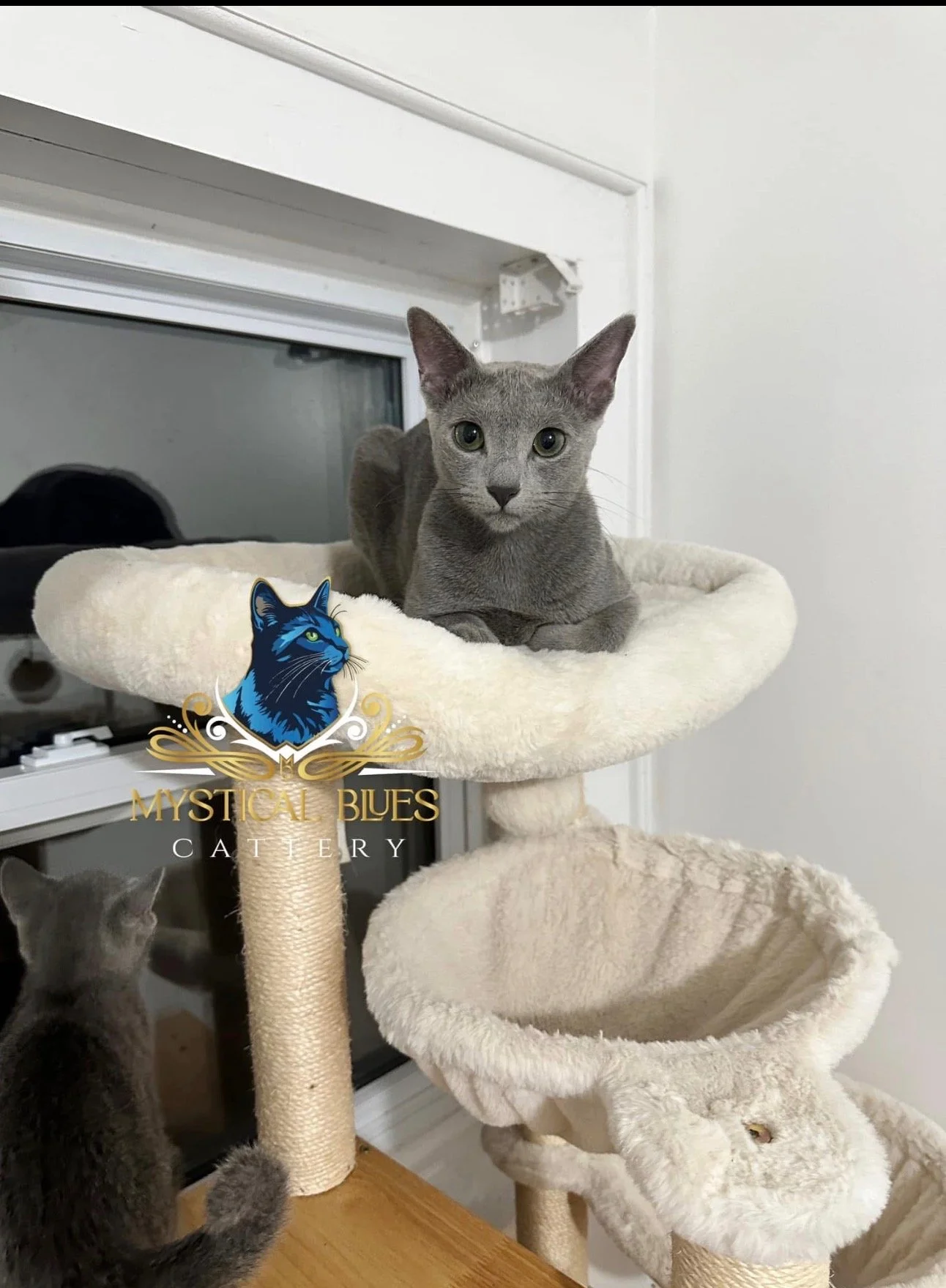 Gray cat lying on a cream-colored cat tree platform, looking directly at the camera, with a kitten below reaching up toward a window.