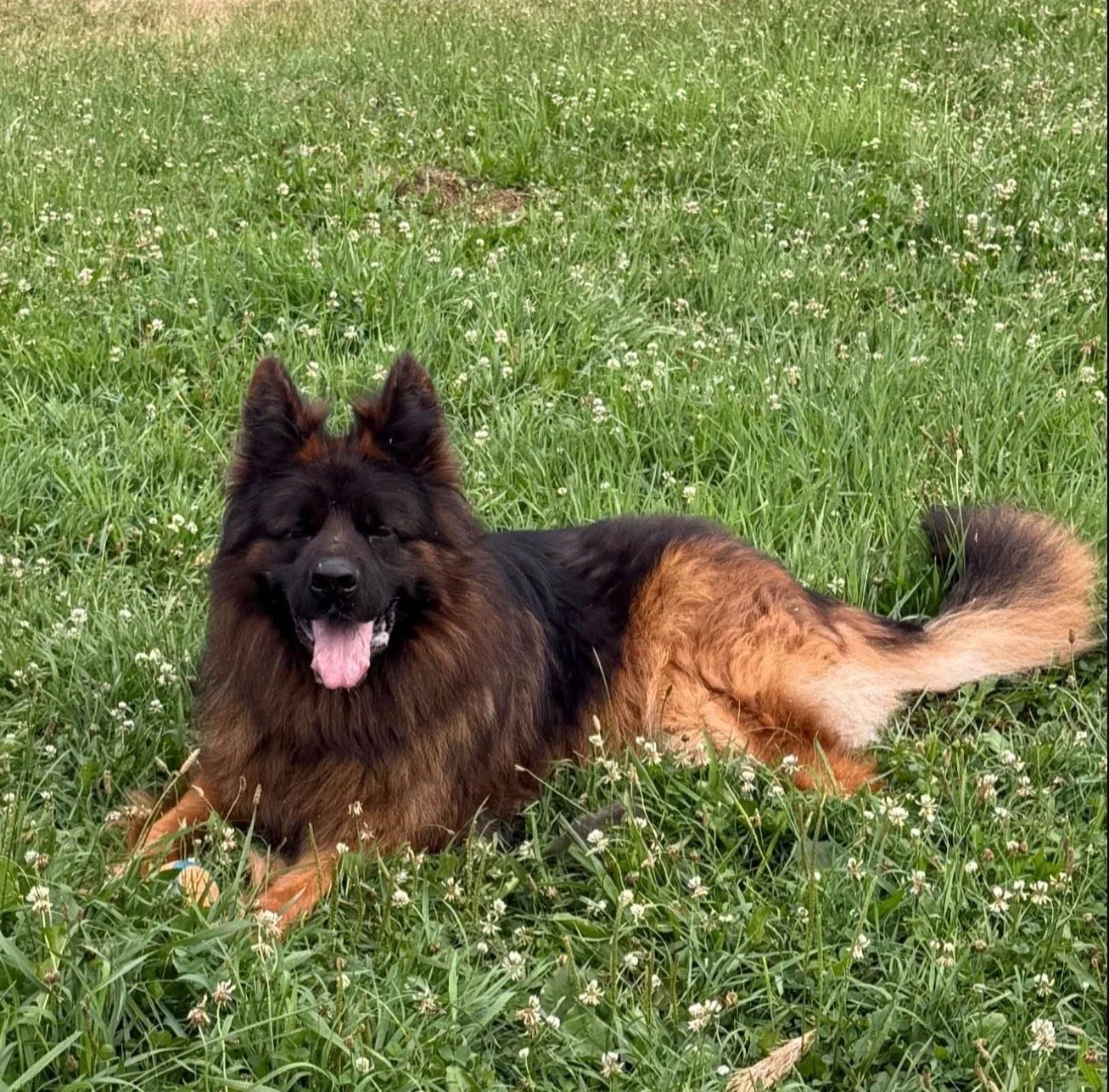 A large fluffy dog with black and brown fur lying in a field of green grass and white wildflowers, panting with its tongue out.