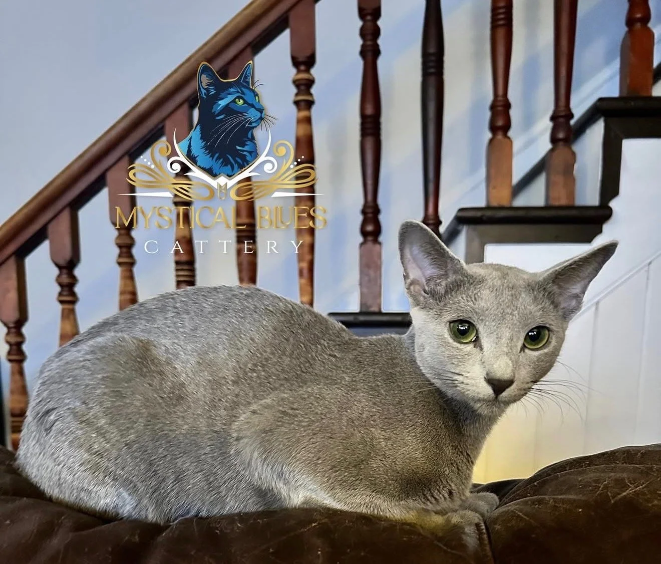 Gray cat with green eyes lying on a cushioned surface in front of a staircase. A logo with a blue cat and the text 'Mystical Blues Cattery' is in the background.