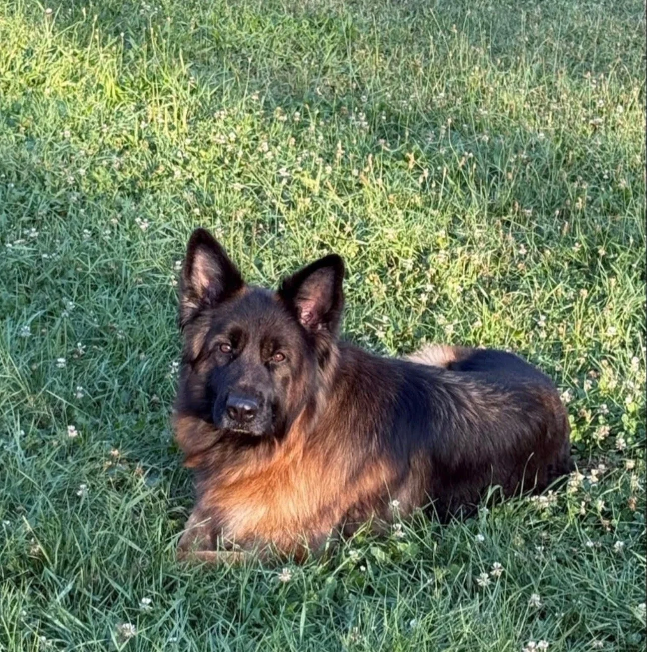 A mixed-breed dog lying in a grassy field, surrounded by greenery and small white flowers.
