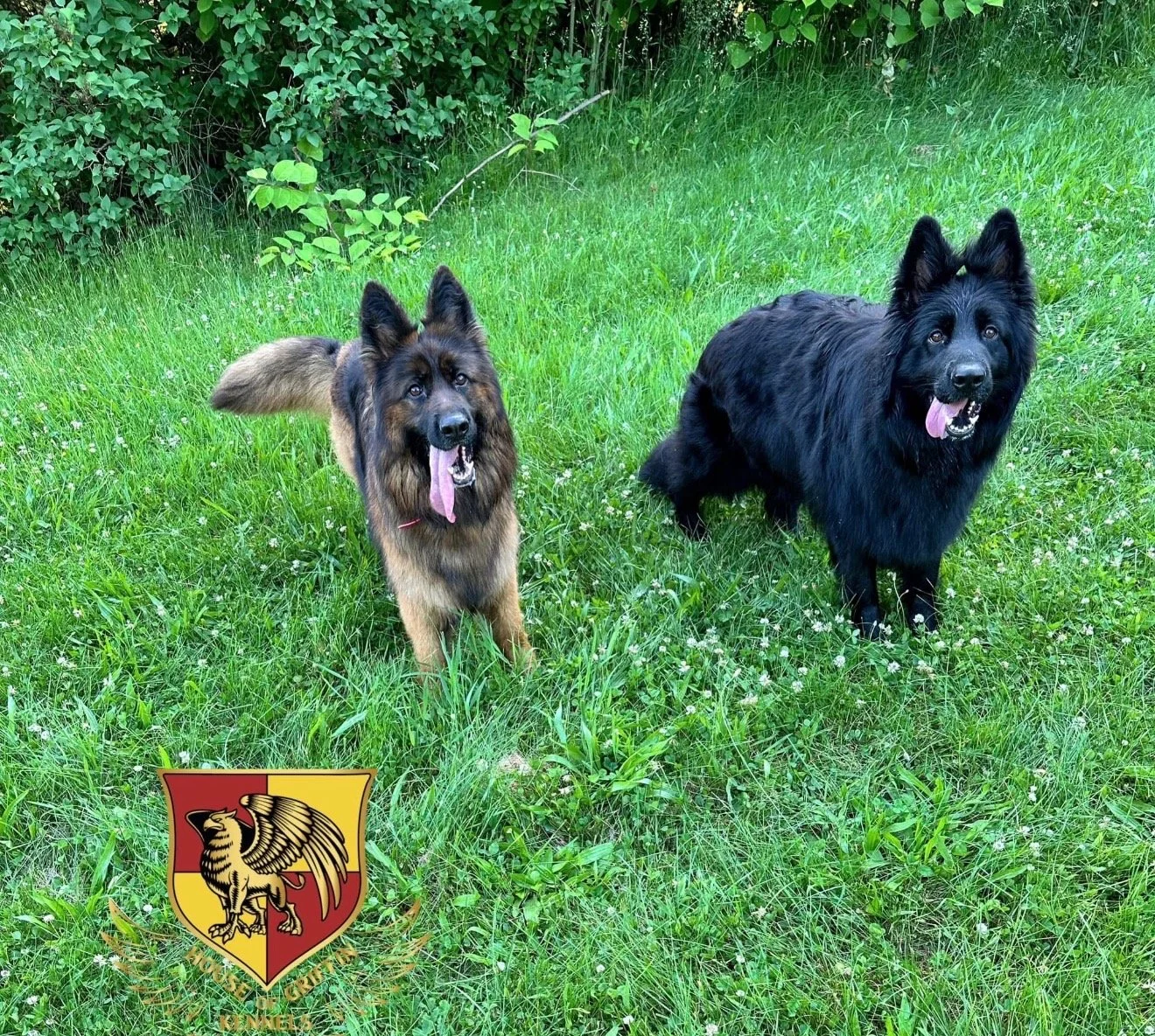 Two large dogs with fluffy black fur and tan coloring, standing on a grassy field with white flowers and surrounded by green bushes.