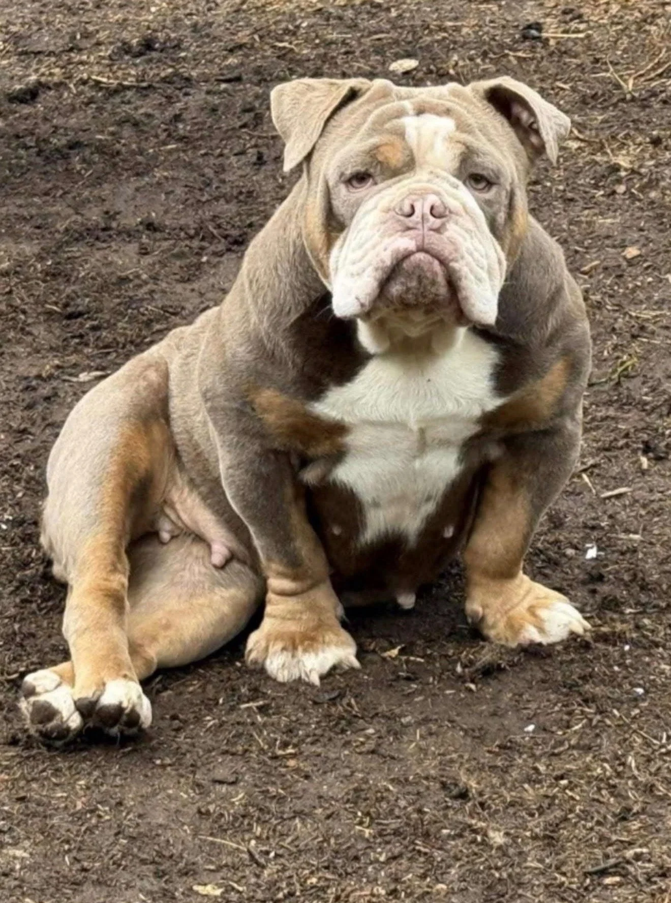 B W BULLDOGS' LILY OF HOG AKA CHUB CHUBS