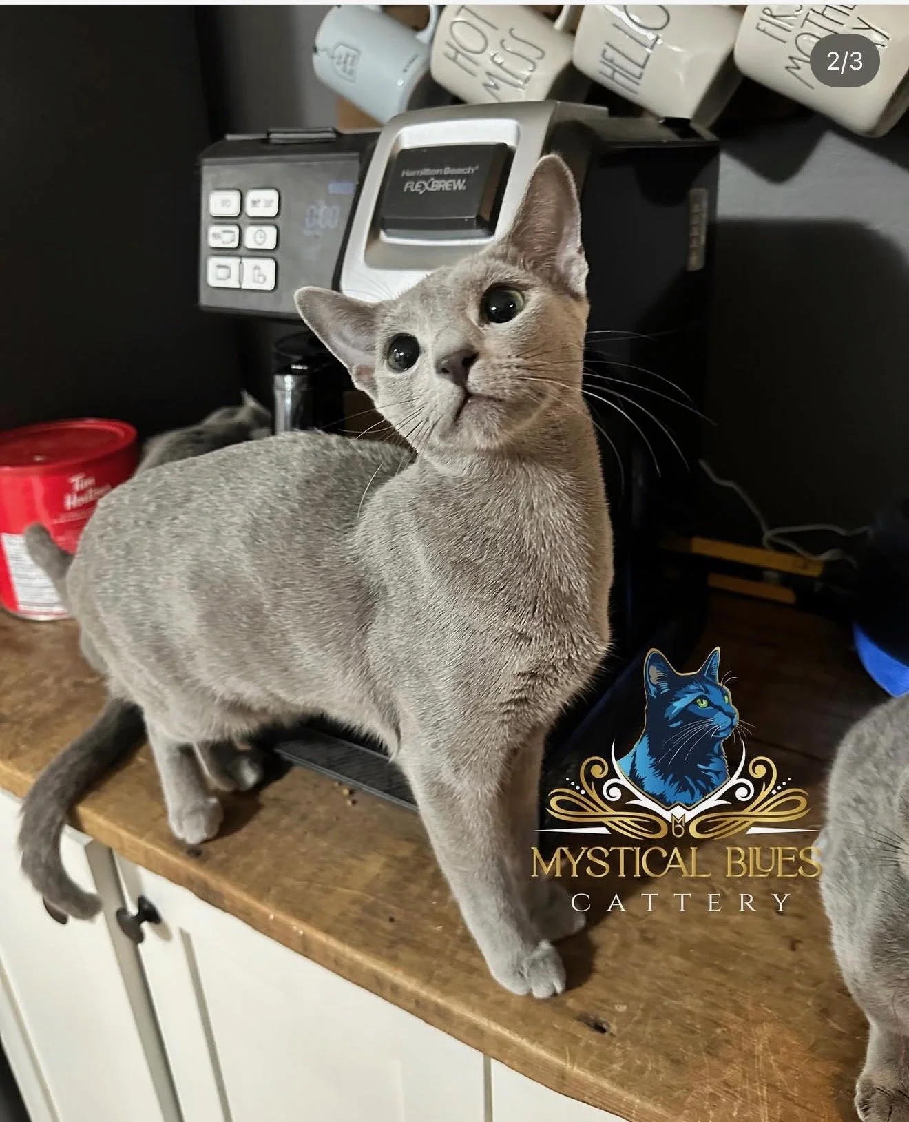 Blue Angels Trixie of Mystical Blues