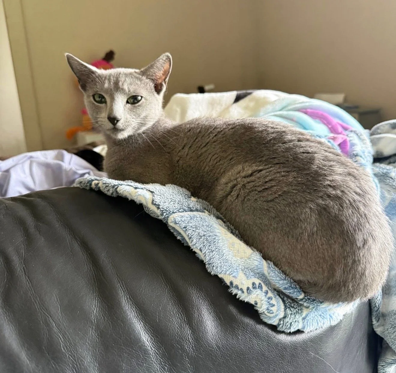 A sleek gray cat with green eyes resting on a blanket over a leather couch in a cozy room.