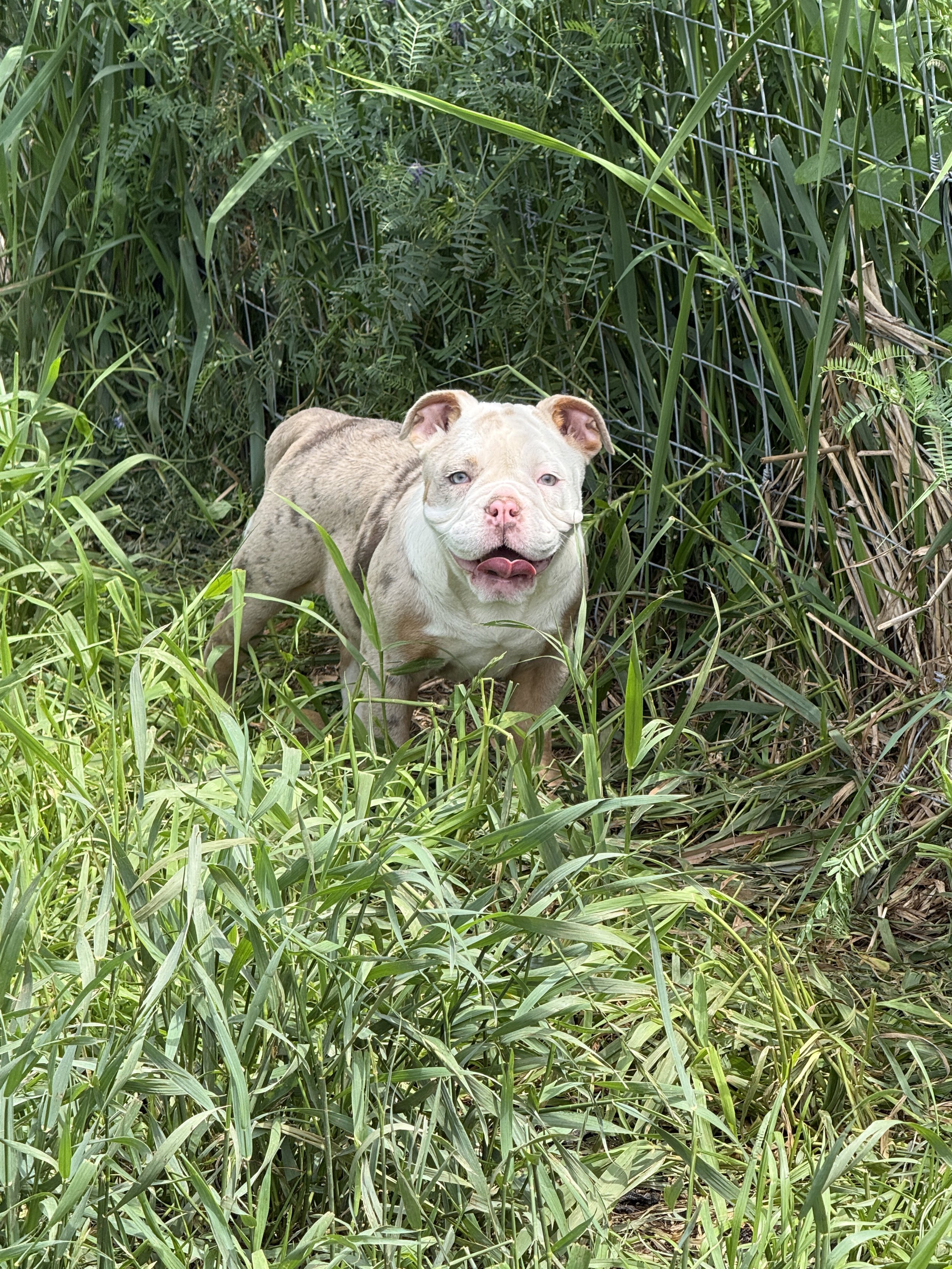 B Wilson Bulldogs Peaches