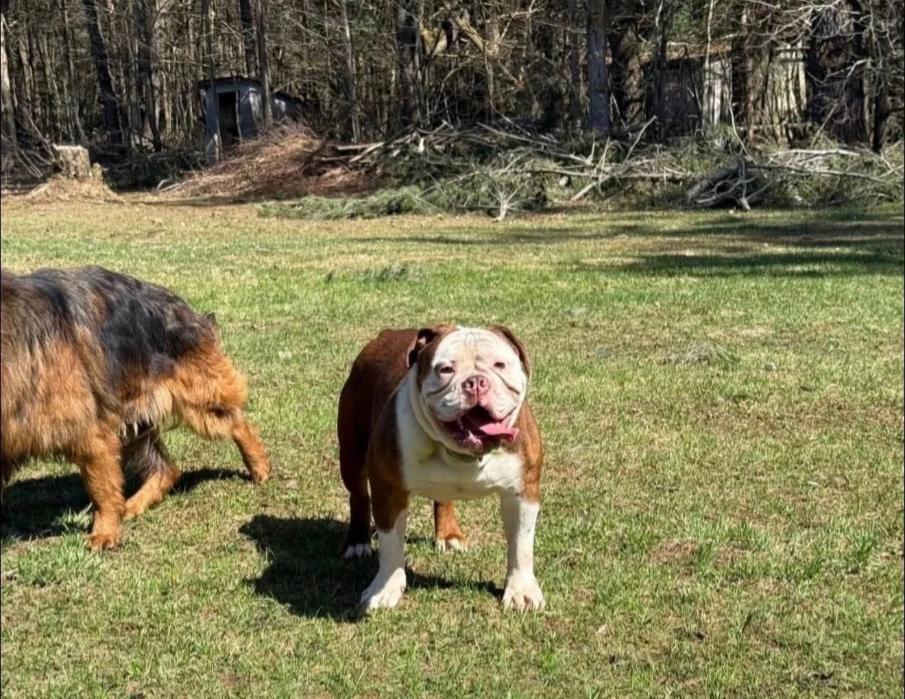 A smiling brown and white bulldog standing on green grass with two other dogs nearby in a backyard with a wooded area in the background.